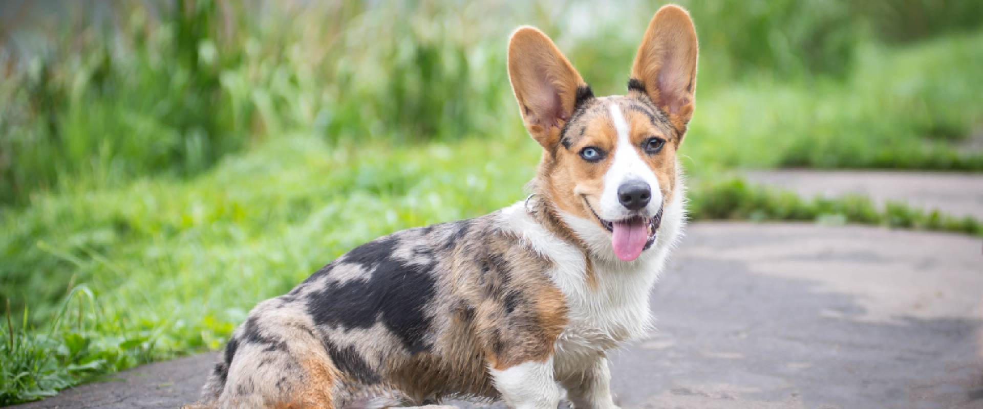 Blue heeler corgi cheap mix full grown